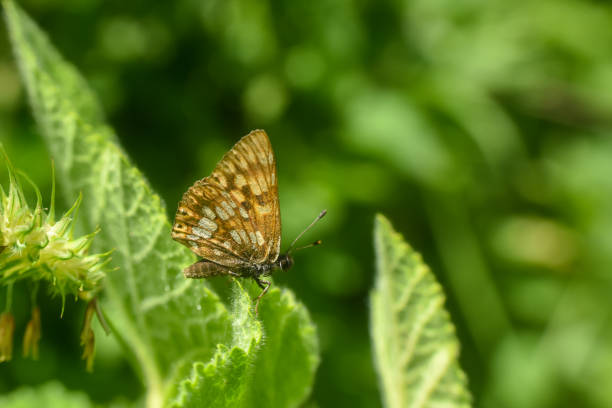 hamearis lucina, książę burgundzkiego motyla fritillary w dzikiej trawie - duke zdjęcia i obrazy z banku zdjęć