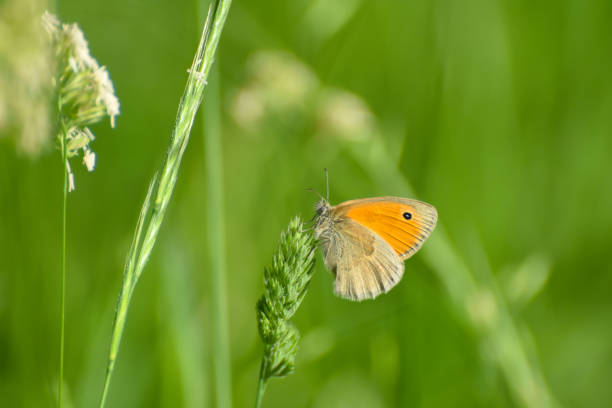 istock The Small Heath butterfly, Coenonympha pamphilus  in the grass 1210320957