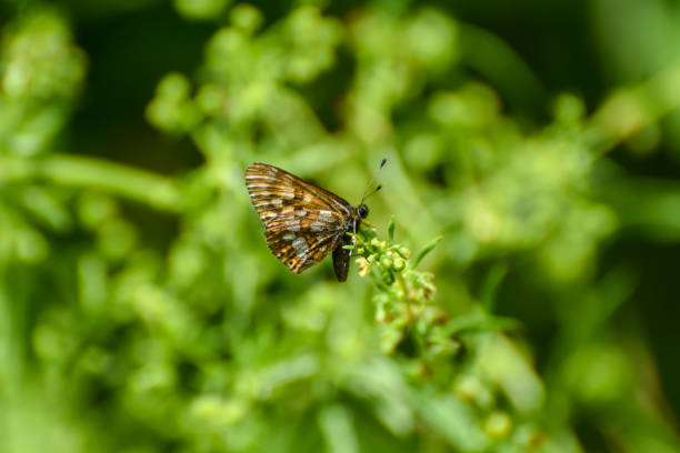 Hamearis lucina, Duke of Burgundy Fritillary butterfly in wild grass Beautiful butterfly butterfly hamearis lucina stock pictures, royalty-free photos & images
