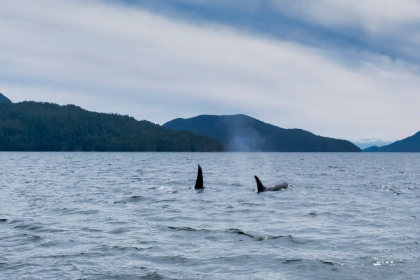 istock Killer whale in Tofino mountains in background, view from boat on two killer whales 1210321663