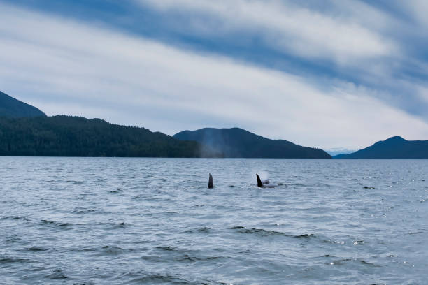 istock View from a boat on three killer whales in Tofino mountains in background 1210321735