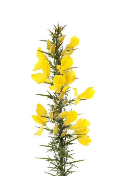 Yellow flowers and prickly foliage of gorse isolated against white
