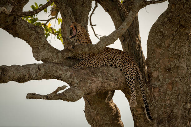 istock Male leopard lying in tree yawning widely 1210322778