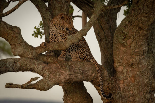 istock Male leopard sits on branch looking back 1210322798