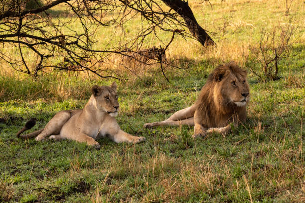 istock Male lion and lioness lie side-by-side together 1210322831