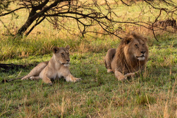istock Male lion and lioness lie together side-by-side 1210322897