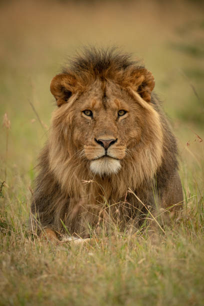 istock Male lion lies in grass facing camera 1210322985