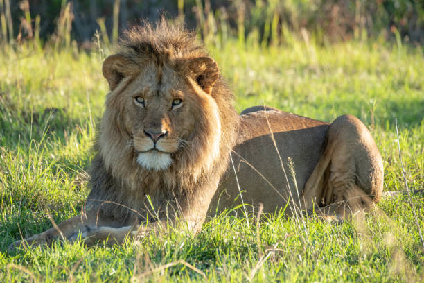 istock Male lion lies eyeing camera at dawn 1210322989