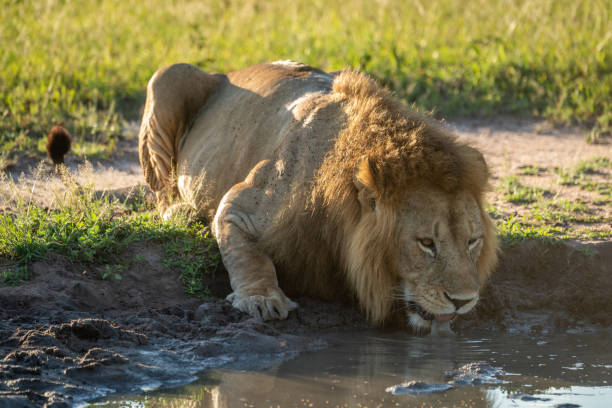 istock Male lion lies drinking from muddy pool 1210323015