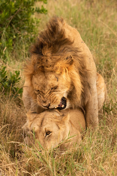 istock Male lion growls while mating in grass 1210323032