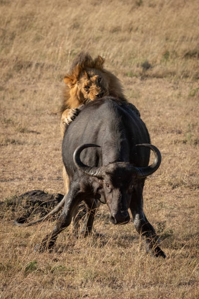istock Male lion jumps Cape buffalo from behind 1210323059