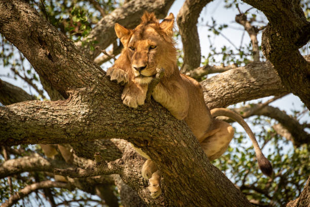 istock Male lion lies looking down from tree 1210323085