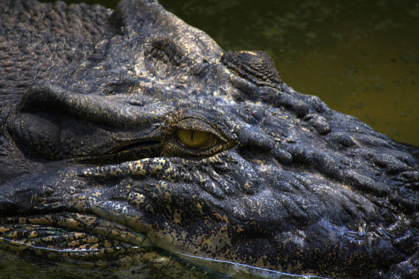 istock Close up of crocodile eye 1210323119