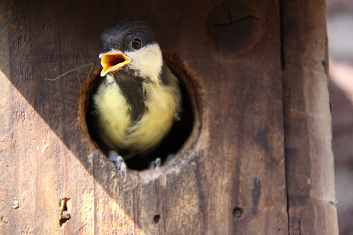 A great tit is in the opening of the bird cage.