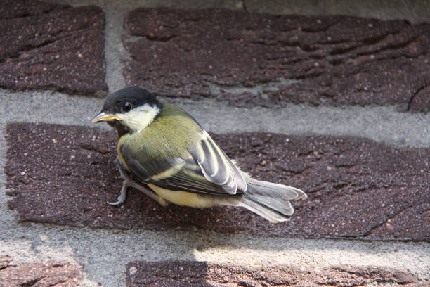 istock Great tit holds tight to a stone wall. 1210324681