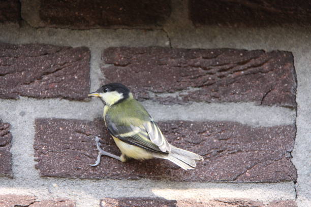 istock Great tit holds tight to a stone wall. 1210324734