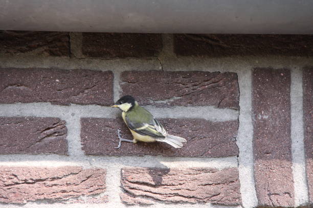 istock Great tit holds tight to a stone wall. 1210324796