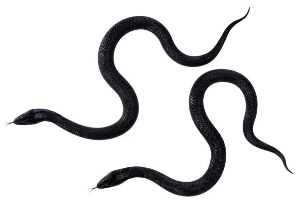 Photo of Black Snakes with Green Eyes on White