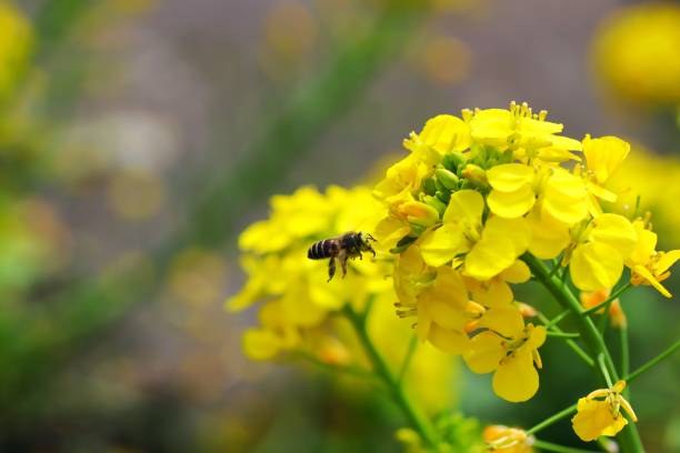 istock Rape blossoms in Itoshima City, Fukuoka Prefecture. 1210328228
