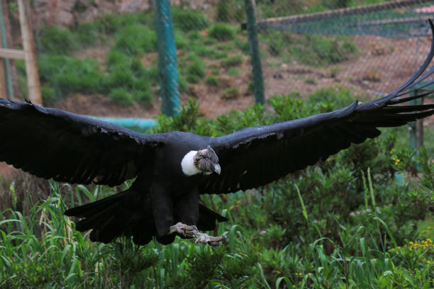 Bird in flight