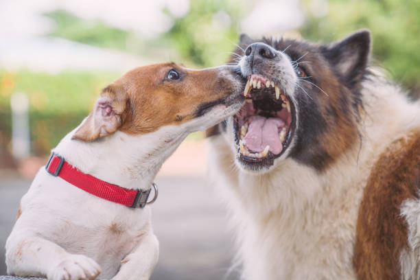 istock Angry dog aggressively barking and defending his territory 1210328565