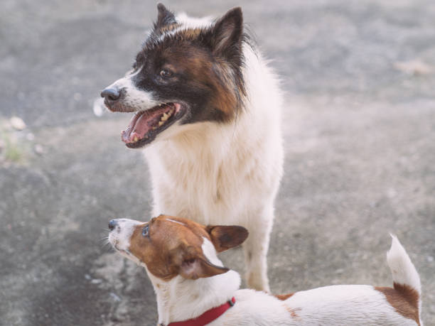istock Angry dog aggressively barking and defending his territory 1210328643