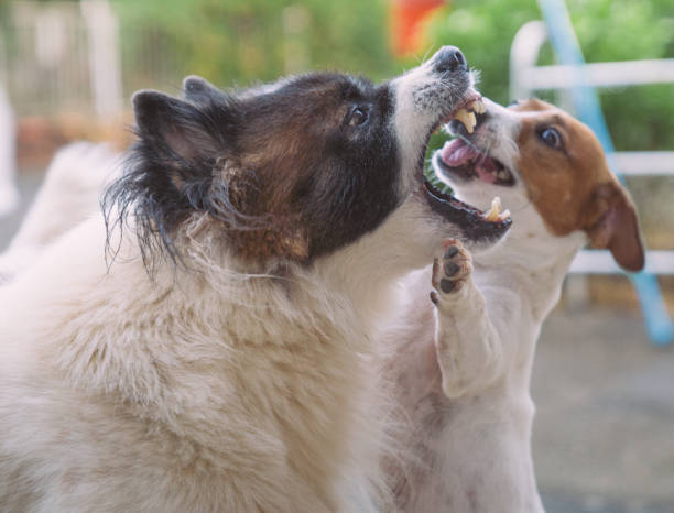 istock Angry dog aggressively barking and defending his territory 1210328666