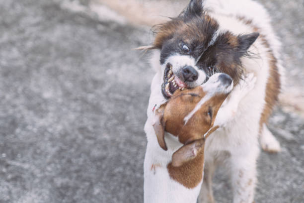 Dog Fight Pictures | Download Free Images on Unsplash