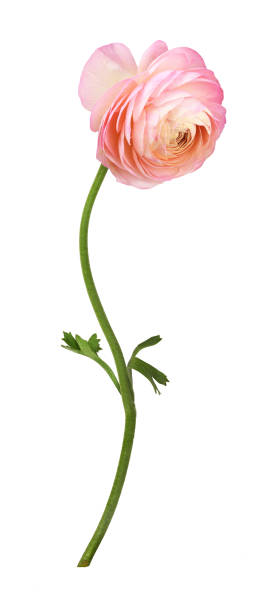 istock Closeup of pink ranunculus flower 1210331192