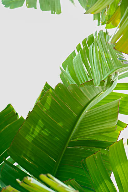 istock Big green palm leaves over bright background. Freshness concept. 1210331469