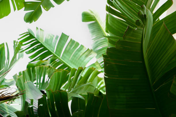 istock Big green palm leaves over bright background. Freshness concept. 1210331635