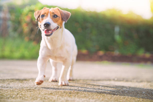 幸せな犬は庭で散歩をリラックス - ジャックラッセルテリア ストックフォトと画像