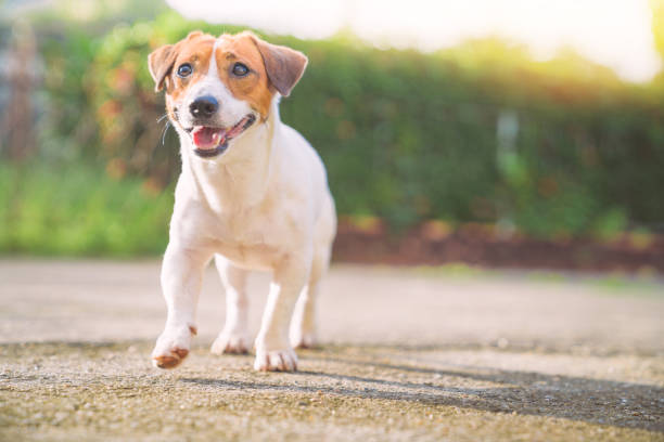 Happy dog relax walking at the garden Happy dog relax walking at the garden terrier stock pictures, royalty-free photos & images