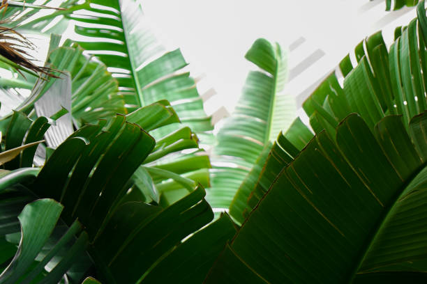 istock Big green palm leaves over bright background. Freshness concept. 1210331710