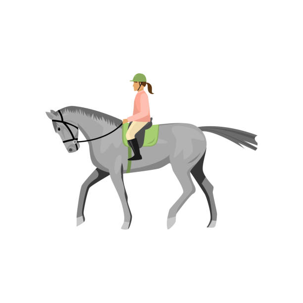 frau reitet graues joggingpferd isoliert vor weißem hintergrund - mounted stock-grafiken, -clipart, -cartoons und -symbole