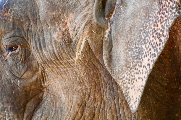 istock Extreme Close-up of an Asian Elephant Profile 1210333367