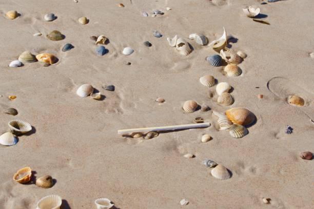Plastic straw washed up on the beach.