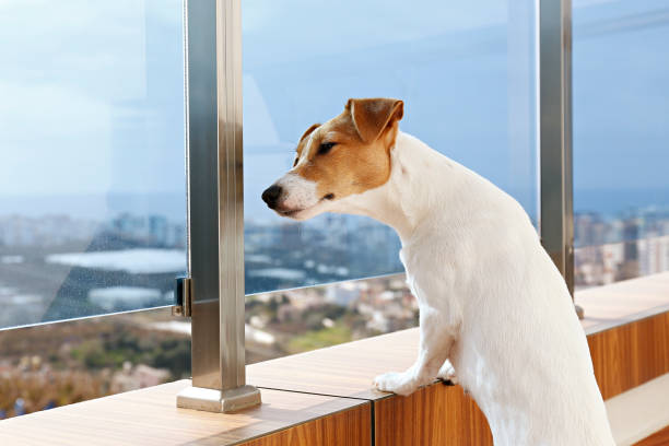 istock Small breed dog standing on the balcony curiously looking at thhe view. 1210334627