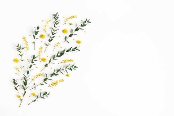 istock Flowers composition. Yellow flowers, eucalyptus branches on white background. Spring concept. Flat lay, top view 1210334678