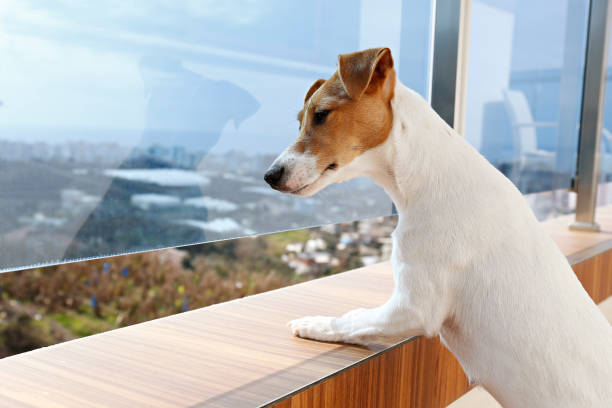 istock Small breed dog standing on the balcony curiously looking at thhe view. 1210334737