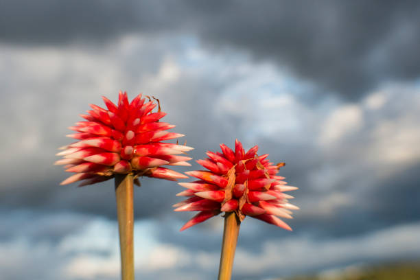 Flower in the field