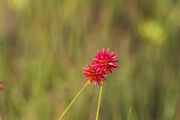 Flower in the field