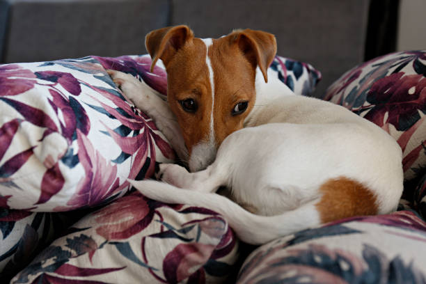 istock Small breed dog lying on pile of decorative pillows. 1210336288