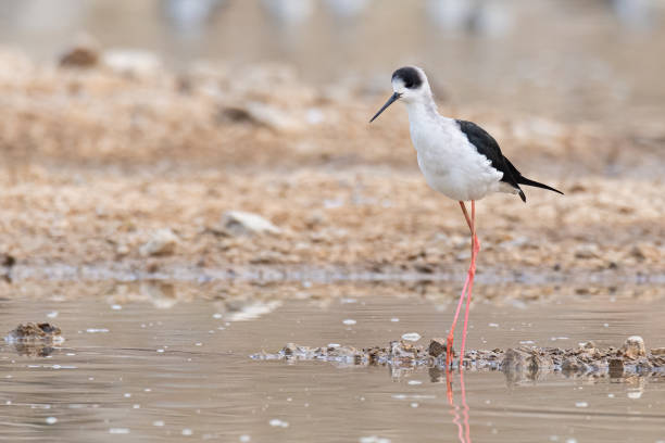 istock Black-winged Stilt wading in the pond 1210336349