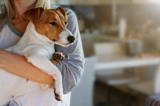 istock Blonde female holding small breed dog at home kitchen. 1210336404