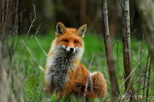 istock vulpes vulpes, fox looks curious lyrically into the world 1210336462
