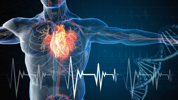 infarto de miocardio y enfermedades cardíacas - anatomía fotos fotografías e imágenes de stock