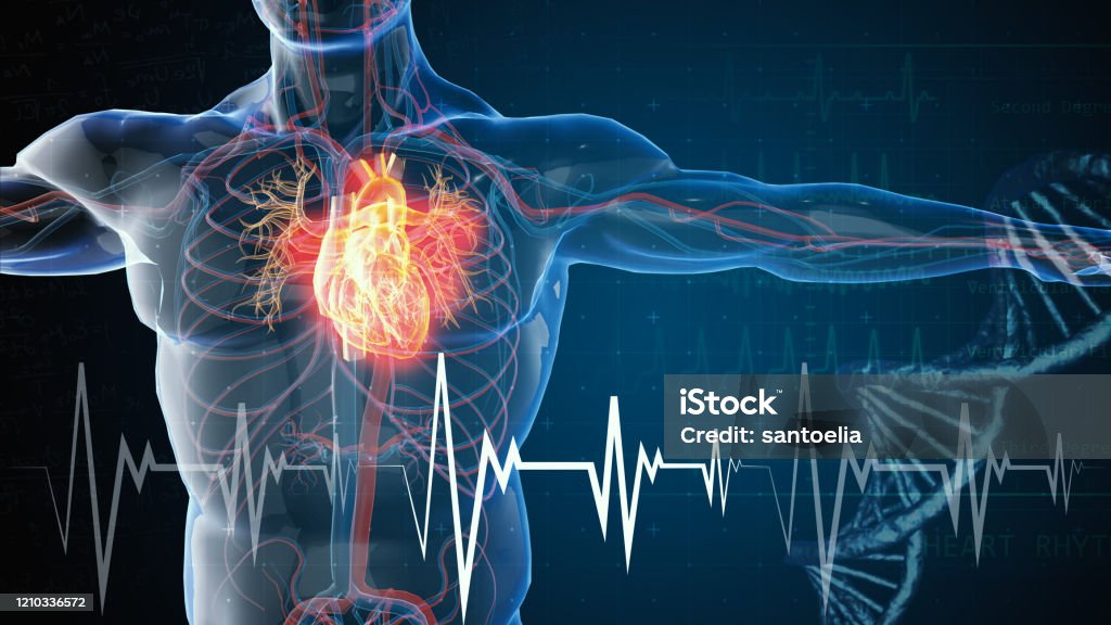 heart attack and heart disease Heart - Internal Organ Stock Photo