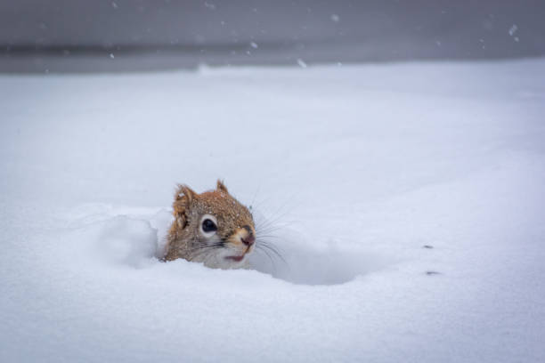 istock Hungry squirrel in the winter 1210336866