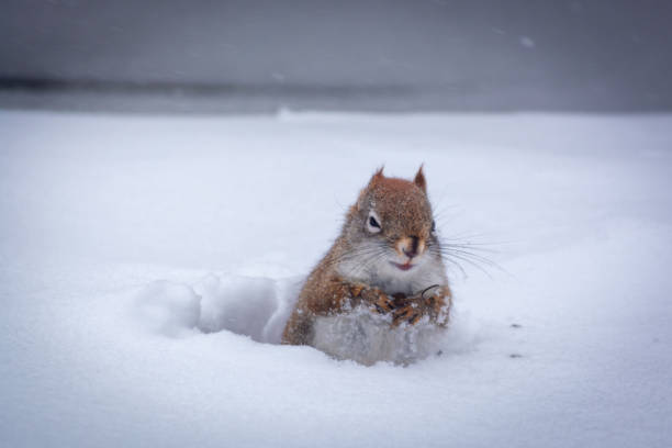 istock Hungry squirrel in the winter 1210336930